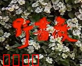 野蔷薇：亲情救赎